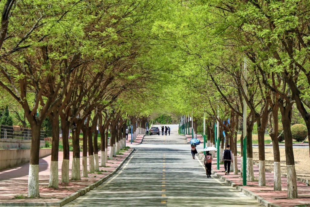 A tree-lined campus walkway with students walking in the distance